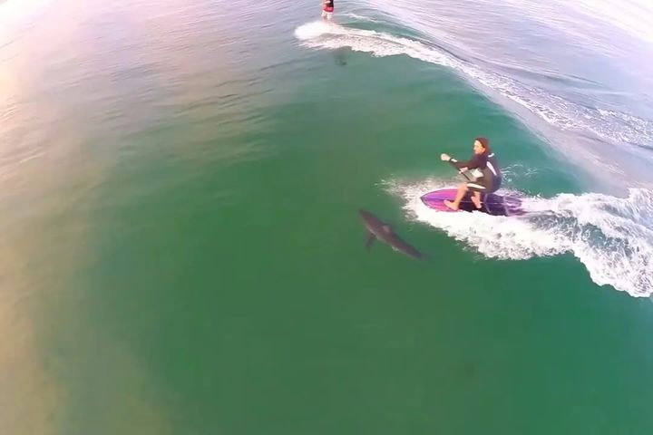 [서울=뉴시스] 미국 캘리포니아 한 해변에서 서퍼 발 밑을 지나가는 백상아리가 포착됐다. (사진='bobridges' 인스타그램 계정 캡처)