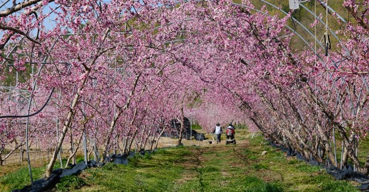 영동군 영동읍 산이리 심복골 복숭아밭(사진=영동군 제공) *재판매 및 DB 금지