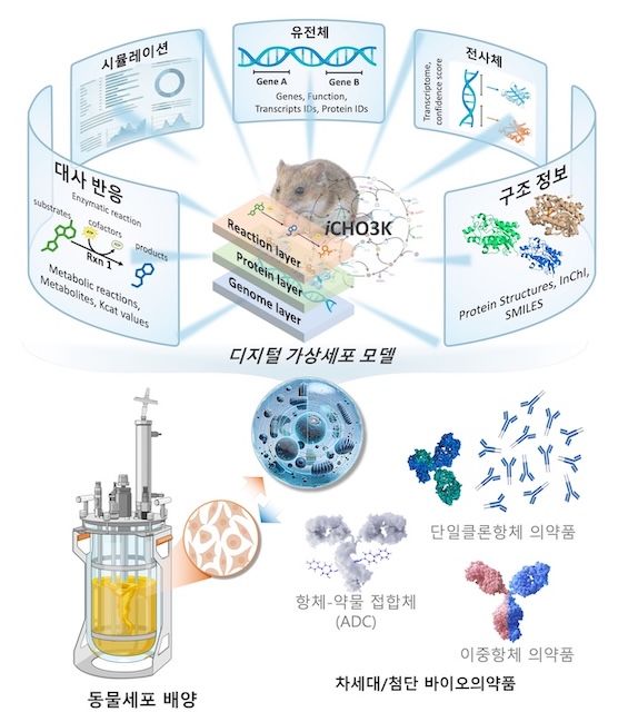 [서울=뉴시스] 디지털 가상세포 모델 'iCHO3K'의 개요도. (사진=성균관대 제공) 2026.04.20. photo@newsis.com *재판매 및 DB 금지