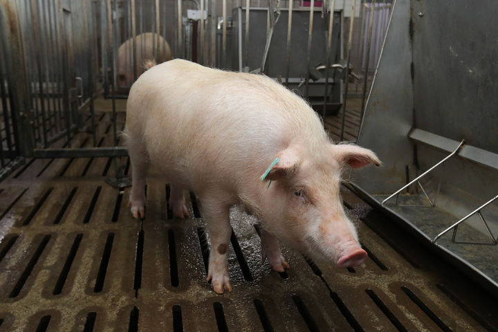 [세종=뉴시스] 농촌진흥청 국립축산과학원은 이종이식용 복제 미니돼지 '지노(XENO)'를 장기간 번식·관리한 결과, 장기이식에 필요한 특성이 변하지 않고 유지된다는 점을 과학적으로 입증했다고 20일 밝혔다. (사진=농진청 제공) 2026.04.20. photo@newsis.com *재판매 및 DB 금지
