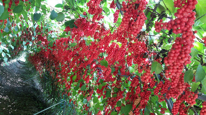 [안동=뉴시스] 핑크미소. (사진=경북도 제공) 2026.04.20. photo@newsis.com *재판매 및 DB 금지