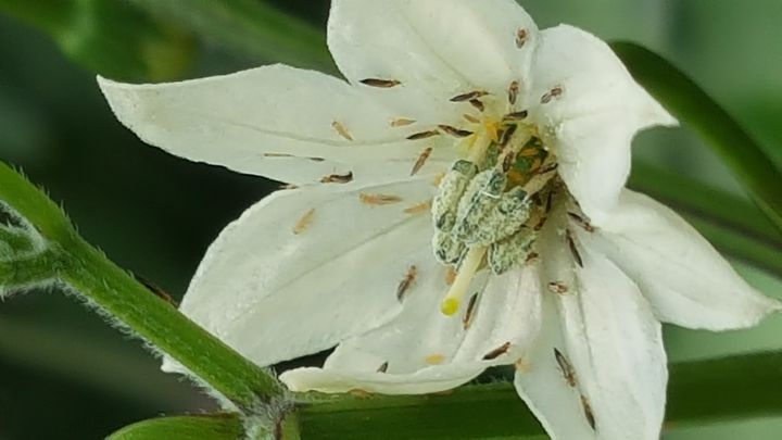 [세종=뉴시스] 농촌진흥청은 과일·채소·화훼류에 피해를 주는 총채벌레가 5월부터 본격적으로 발생하기 때문에 발생 초기부터 신속한 예찰과 방제를 실시하는 등 농가의 철저한 관리가 필요하다고 20일 밝혔다. 사진은 고추 꽃의 총채벌레. (사진=농진청 제공) 2026.04.20. photo@newsis.com *재판매 및 DB 금지