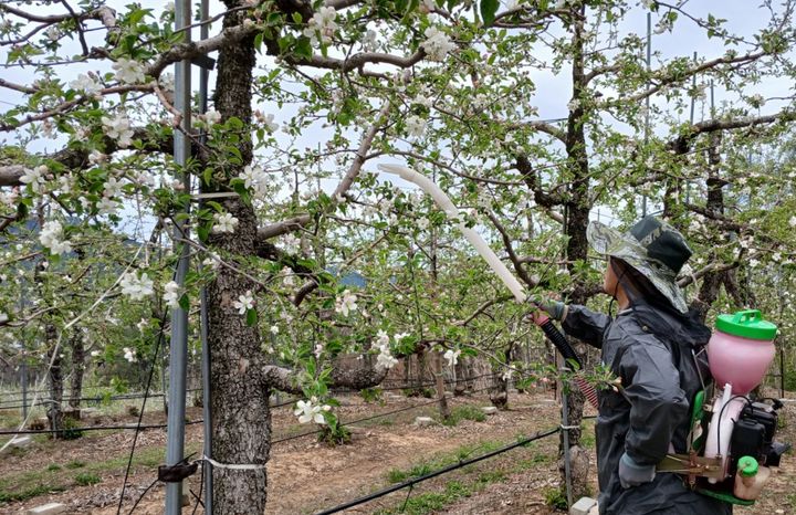 저온 피해 과수 인공수분 작업 *재판매 및 DB 금지
