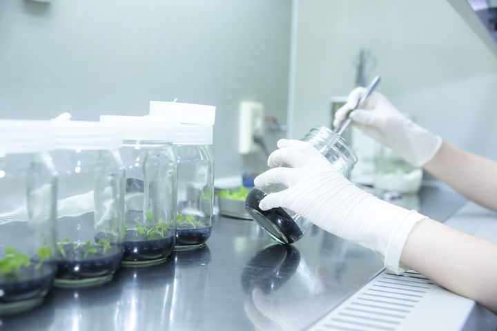 [세종=뉴시스] 한국농업기술진흥원(농진원)은 다음달 31일까지 묘목 생산업체를 대상으로 '과수 무병화 인증' 신청을 접수한다고 20일 밝혔다. 사진은 무병모 증식 작업 모습. (사진=농진원 제공) 2026.04.20. photo@newsis.com *재판매 및 DB 금지