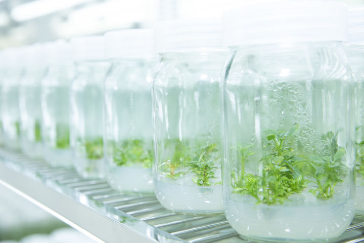 [세종=뉴시스] 한국농업기술진흥원(농진원)은 다음달 31일까지 묘목 생산업체를 대상으로 '과수 무병화 인증' 신청을 접수한다고 20일 밝혔다. 사진은 조직배양 무병모 생육 모습.(사진=농진원 제공) 2026.04.20. photo@newsis.com *재판매 및 DB 금지