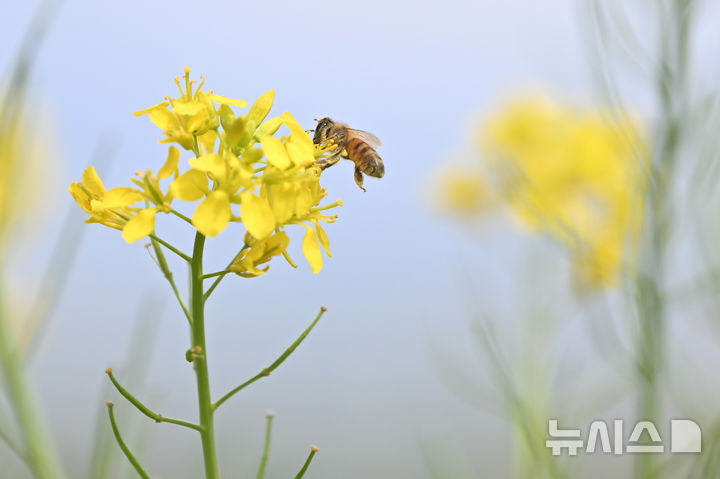 [광주=뉴시스] 이영주 기자= 20일 오전 광주 북구 오치동 한 화단에 심어진 유채꽃 사이로 꿀벌이 먹이활동을 하고 있다. 2026.04.20. leeyj2578@newsis.com