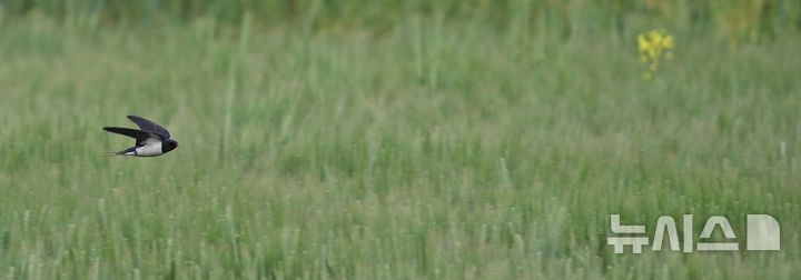 [제주=뉴시스] 우장호 기자 = 봄의 마지막 절기 '곡우'인 20일 오전 제주시 이호동의 한 보리밭 위에서 제비가 먹이활동을 하고 있다. 2026.04.20. woo1223@newsis.com
