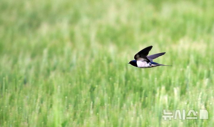 [제주=뉴시스] 우장호 기자 = 봄의 마지막 절기 '곡우'인 20일 오전 제주시 이호동의 한 보리밭 위에서 제비가 먹이활동을 하고 있다. 2026.04.20. woo1223@newsis.com