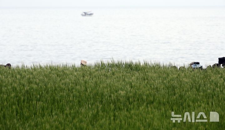 [제주=뉴시스] 우장호 기자 = 봄의 마지막 절기 '곡우'인 20일 오전 제주시 이호동 해안가 도로 옆으로 보리가 자라나고 있다. 2026.04.20. woo1223@newsis.com