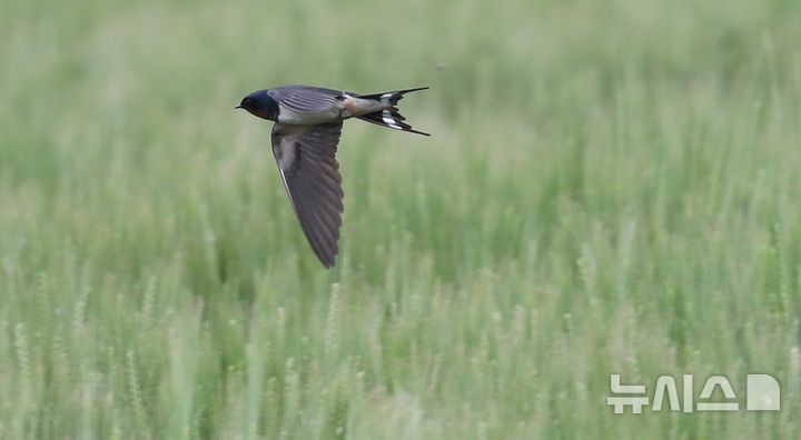 [제주=뉴시스] 우장호 기자 = 봄의 마지막 절기 '곡우'인 20일 오전 제주시 이호동의 한 보리밭 위에서 제비가 먹이활동을 하고 있다. 2026.04.20. woo1223@newsis.com
