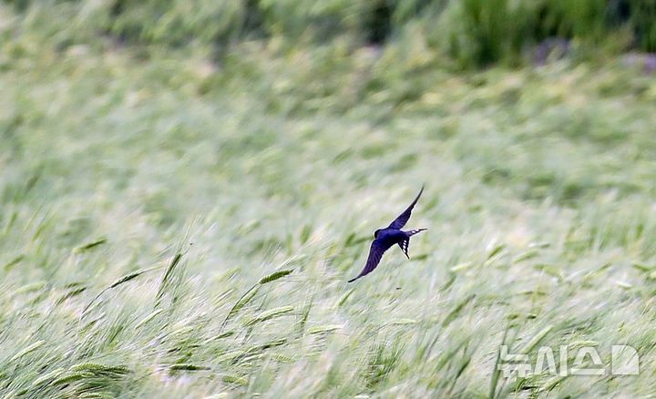 [제주=뉴시스] 우장호 기자 = 봄의 마지막 절기 '곡우'인 20일 오전 제주시 이호동의 한 보리밭 위에서 제비가 먹이활동을 하고 있다. 2026.04.20. woo1223@newsis.com
