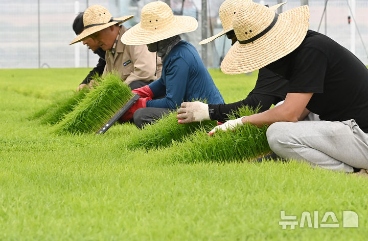 [이천=뉴시스] 김종택기자 = 절기상 곡우(穀雨)인 20일 경기 이천시 대월농협 공동육묘장에서 관계자들이 모판에서 자라는 볏모 생육상태를 살펴보고 있다. 봄비가 내려 온갖 곡식이 윤택해진다는 곡우는 본격적인 농사의 시작을 알리는 절기다. 2026.04.20. jtk@newsis.com