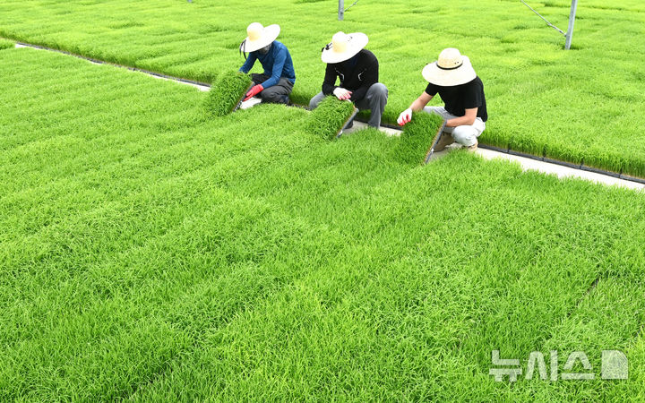 [이천=뉴시스] 김종택기자 = 절기상 곡우(穀雨)인 20일 경기 이천시 대월농협 공동육묘장에서 관계자들이 모판에서 자라는 볏모 생육상태를 살펴보고 있다. 봄비가 내려 온갖 곡식이 윤택해진다는 곡우는 본격적인 농사의 시작을 알리는 절기다. 2026.04.20. jtk@newsis.com