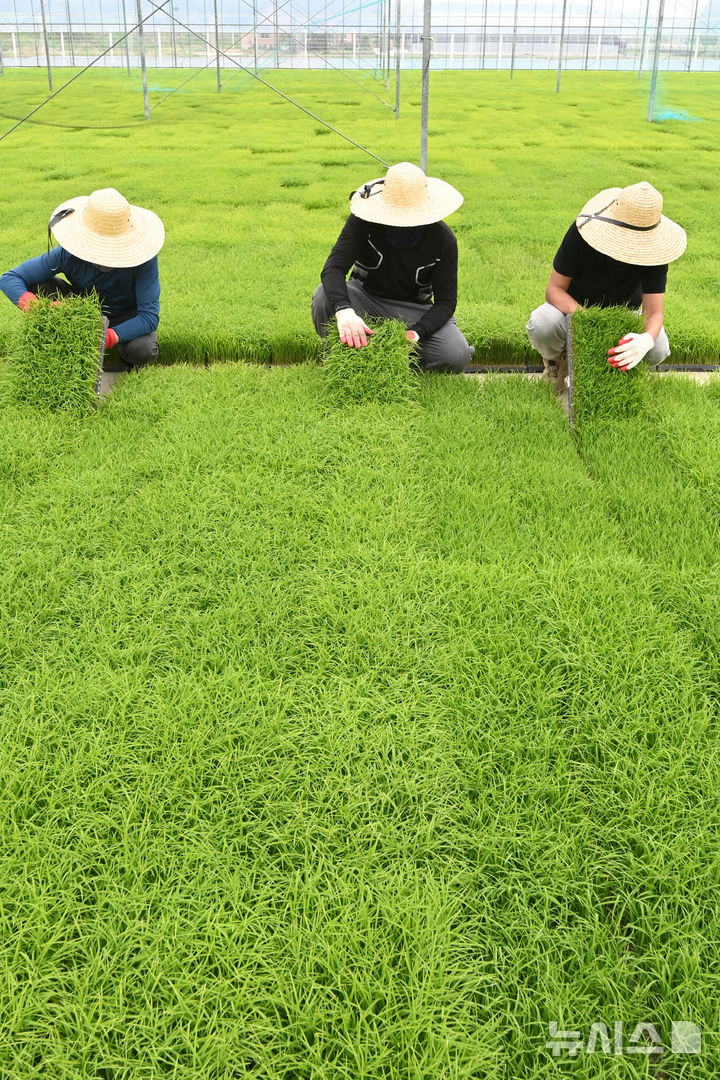[이천=뉴시스] 김종택기자 = 절기상 곡우(穀雨)인 20일 경기 이천시 대월농협 공동육묘장에서 관계자들이 모판에서 자라는 볏모 생육상태를 살펴보고 있다. 봄비가 내려 온갖 곡식이 윤택해진다는 곡우는 본격적인 농사의 시작을 알리는 절기다. 2026.04.20. jtk@newsis.com