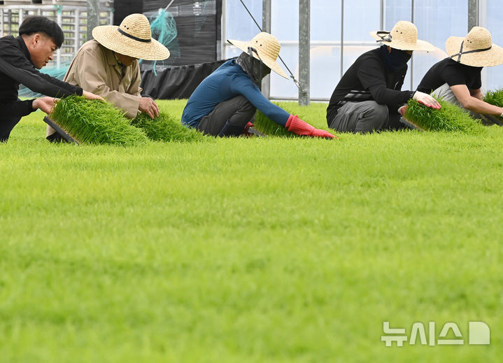 [이천=뉴시스] 김종택기자 = 절기상 곡우(穀雨)인 20일 경기 이천시 대월농협 공동육묘장에서 관계자들이 모판에서 자라는 볏모 생육상태를 살펴보고 있다. 봄비가 내려 온갖 곡식이 윤택해진다는 곡우는 본격적인 농사의 시작을 알리는 절기다. 2026.04.20. jtk@newsis.com