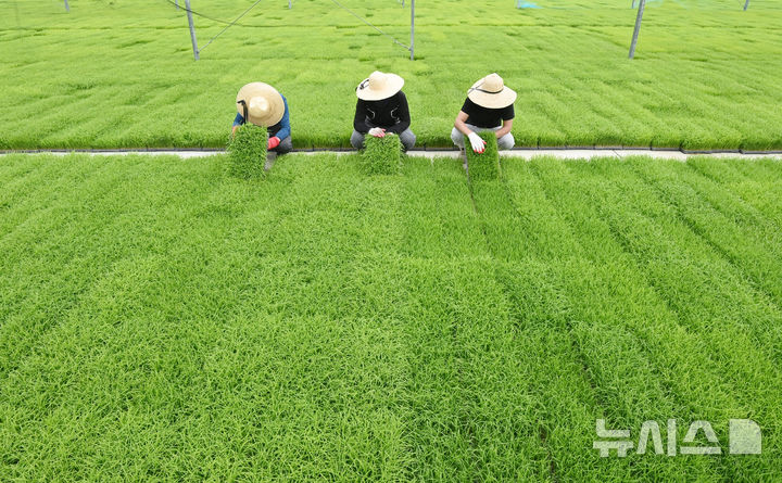 [이천=뉴시스] 김종택기자 = 절기상 곡우(穀雨)인 20일 경기 이천시 대월농협 공동육묘장에서 관계자들이 모판에서 자라는 볏모 생육상태를 살펴보고 있다. 봄비가 내려 온갖 곡식이 윤택해진다는 곡우는 본격적인 농사의 시작을 알리는 절기다. 2026.04.20. jtk@newsis.com