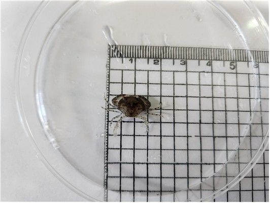 [부산=뉴시스] 톱날꽃게 치게. (사진=부산시 제공) 2026.04.21. photo@newsis.com *재판매 및 DB 금지