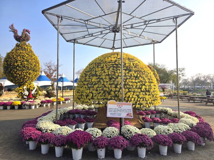 [부여=뉴시스] 지난 해 '제23회 백제고도부여국화축제'에서 선보인 천륜작(다륜대작) 작품 *재판매 및 DB 금지