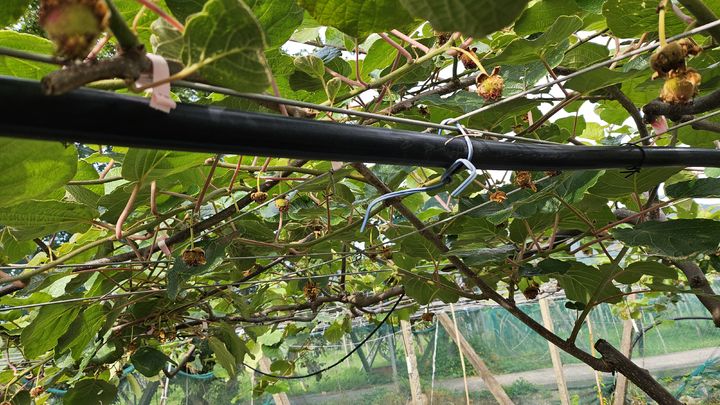 [진주=뉴시스]경남농업기술원, '키위' 꽃썩음병.(사진=경남농업기술원 제공).2026.04.21.photo@newsis.com *재판매 및 DB 금지