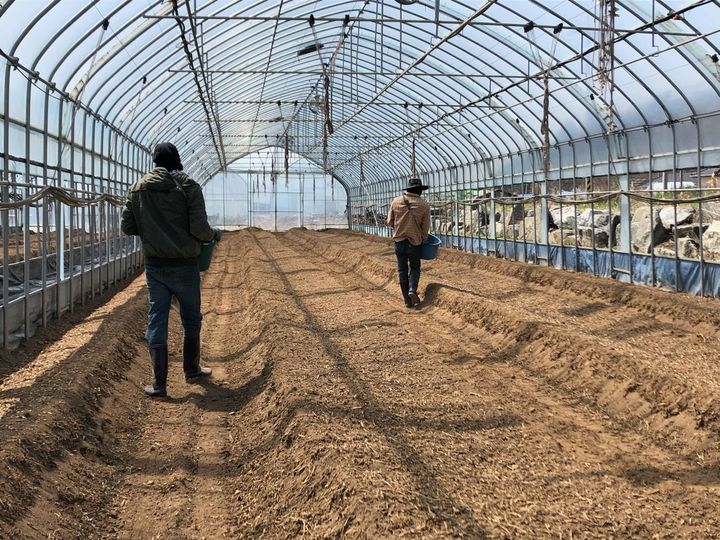 [홍천=뉴시스] 21일 홍천군은 최근 중동 지역 긴장 고조로 인한 요소와 인광석 등 국제 비료 원자재 가격 상승과 수급 불안 대응을 위해 지역 농가를 대상으로 ‘비료 사용 처방 적정 시비 실천 캠페인’을 추진한다고 밝혔다. 사진은 비료시비 장면. 홍천군 제공. *재판매 및 DB 금지