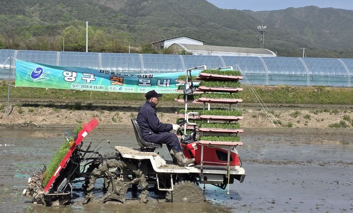 양구군 올해 첫 '모내기'…"총 1056ha 규모" 본격 벼 재배