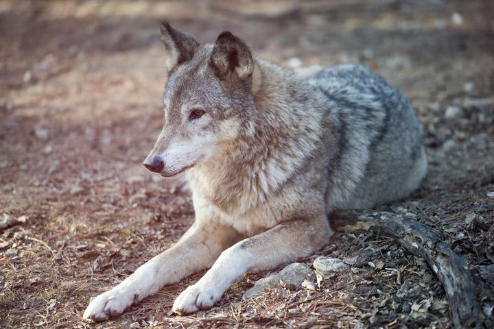 [서울=뉴시스] 이탈리아 중부 국립공원에서 늑대 10마리가 독살된 채 발견됐다. (사진=유토이미지) 2026.04.21. *재판매 및 DB 금지