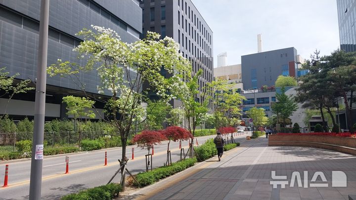 [안양=뉴시스] 안양시가 개선한 '이팝나무 거리' 현장. (사진=안양시 제공).2026. 04. 21. photo@newsis.com