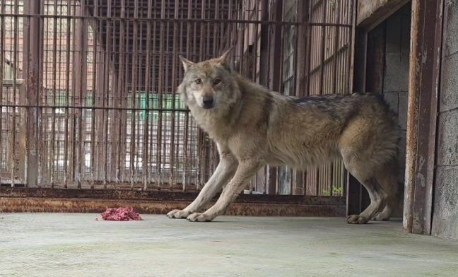 [서울=뉴시스] 대전 오월드로 돌아온 늑대 ‘늑구’가 바닥에 놓인 고기를 먹고 있다. (사진=대전 오월드 제공)