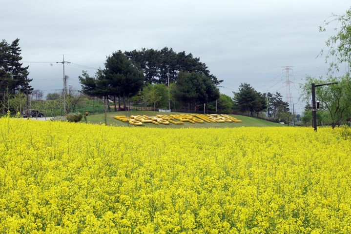 [정읍=뉴시스] 정읍시 덕천면 동학농민혁명기념공원에 노란 유채꽃이 만개해 있다. *재판매 및 DB 금지