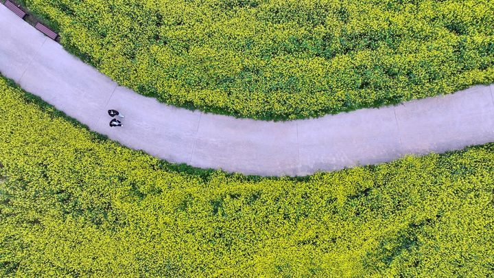 [정읍=뉴시스] 정읍시 덕천면 동학농민혁명기념공원 유채꽃길을 조형미 있게 드론으로 촬영한 모습이다. *재판매 및 DB 금지