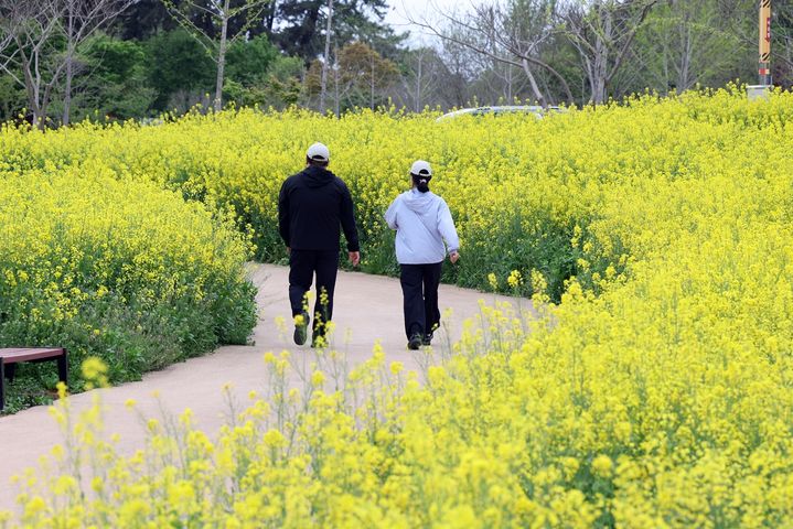 [정읍=뉴시스] 정읍시 덕천면 동학농민혁명기념공원 유채꽃길을 시민들이 걷고 있다. *재판매 및 DB 금지
