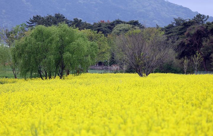 [정읍=뉴시스] 정읍시 덕천면 동학농민혁명기념공원, 큰 버드나무 아래 노란 유채꽃밭이 펼쳐져 있다. *재판매 및 DB 금지