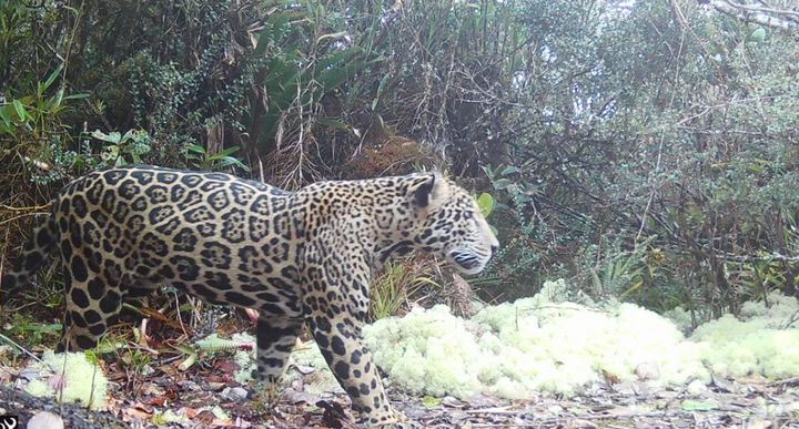 [서울=뉴시스] '전설 속의 동물'로 불릴 만큼 극도로 희귀한 '클라우드 재규어(Cloud Jaguar)'가 10년 만에 야생에서 모습을 드러냈다. (사진=Panthera-Honduras 페이스북 캡처) *재판매 및 DB 금지