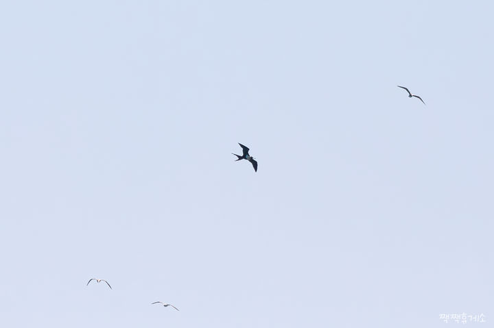[울산=뉴시스] 울산시는 동구 대왕암공원 앞바다에서 열대 및 아열대 해역에서 서식하는 희귀조류 ‘군함조(軍艦鳥 : Lesser Frigatebird)’ 1마리가 관찰됐다고 22일 밝혔다. (사진= 홍승민 대표 제공) 2026.04.22.photo@newsis.com *재판매 및 DB 금지