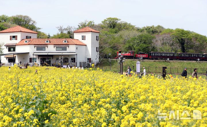 [제주=뉴시스] 우장호 기자 = 맑은 날씨를 보인 21일 오후 제주시 조천읍 에코랜드 테마파크 내 정원에 유채꽃이 만발해 관람객들의 시선을 사로 잡고 있다. 2026.04.21. woo1223@newsis.com