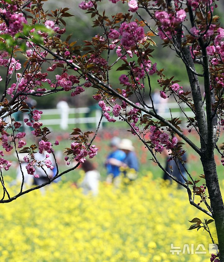 [제주=뉴시스] 우장호 기자 = 맑은 날씨를 보인 21일 오후 제주시 조천읍 에코랜드 테마파크 내 정원에 겹벚꽃과 유채꽃이 만발해 관람객들의 시선을 사로 잡고 있다. 2026.04.21. woo1223@newsis.com