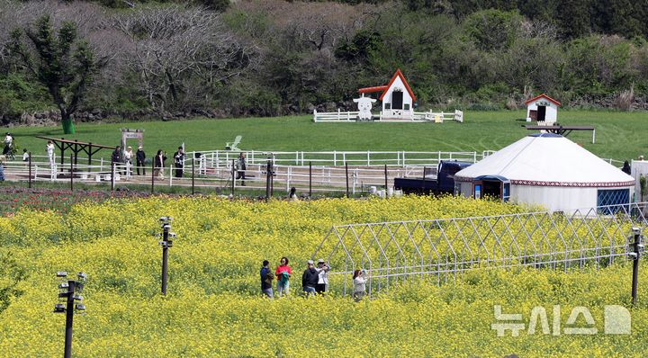 [제주=뉴시스] 우장호 기자 = 맑은 날씨를 보인 21일 오후 제주시 조천읍 에코랜드 테마파크 내 정원에 유채꽃이 만발해 관람객들의 시선을 사로 잡고 있다. 2026.04.21. woo1223@newsis.com