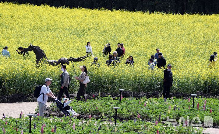 [제주=뉴시스] 우장호 기자 = 맑은 날씨를 보인 지난 21일 오후 제주시 조천읍 에코랜드 테마파크 내 정원에 유채꽃이 만발해 관람객들의 시선을 사로 잡고 있다. 2026.04.21. woo1223@newsis.com