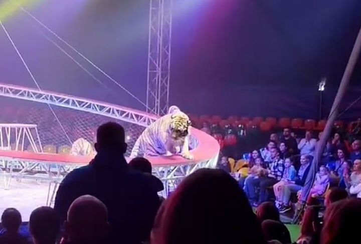 [서울=뉴시스] 러시아의 한 서커스 공연 도중 호랑이가 관객석으로 탈출한 사고가 발생했다. 인명 피해는 없었다. 사진=X 캡처 *재판매 및 DB 금지