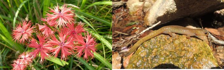 [부산=뉴시스] 금정산의 깃대종으로 선정된 가는동자꽃(왼쪽)과 고리도롱뇽. (사진=금정산국립공원사무소 제공) 2026.04.22. photo@newsis.com *재판매 및 DB 금지