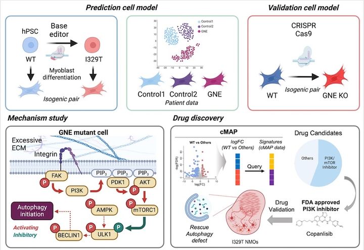 [서울=뉴시스] 'GNE 병리 기전 규명 및 치료제 후보 도출' 연구 개요도. (사진=숙명여대 제공) 2026.04.22. photo@newsis.com *재판매 및 DB 금지