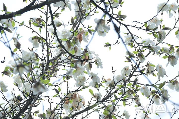 [제주=뉴시스] 한라산 해발 1100m 계곡에서 자생하는 목련이 4월 중순 활짝 꽃을 피웠다. (사진=난대·아열대산림연구소 제공) 2026.04.22. photo@newsis.com 