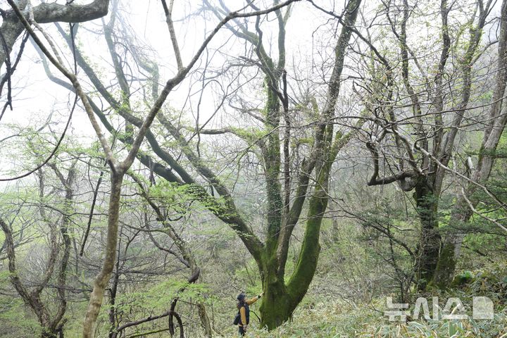 [제주=뉴시스] 한라산 해발 1100m 계곡에서 자생하는 목련이 4월 중순 활짝 꽃을 피웠다. (사진=난대·아열대산림연구소 제공) 2026.04.22. photo@newsis.com 