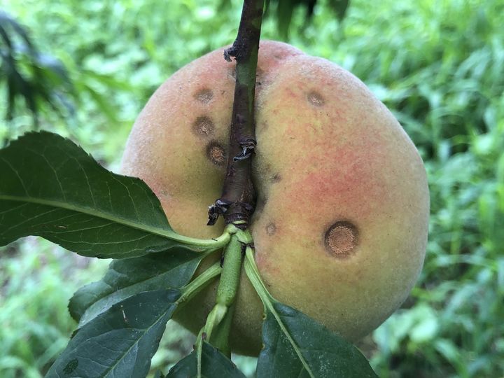 [세종=뉴시스] 복숭아 탄저병. (사진=농촌진흥청 제공) *재판매 및 DB 금지