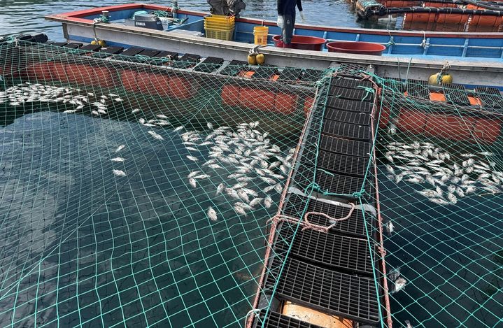 [신안=뉴시스]2025년 여름철 고수온으로 조피볼락 폐사가 발생한 흑산면 해상가두리 어장. (사진=신안군 제공) 2026.04.22. photo@newsis.com *재판매 및 DB 금지