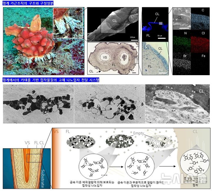 [포항=뉴시스] = 포스텍 환경공학부·시스템생명공학부·융합대학원 황동수 교수팀이 멍게의 부착 기관인 가근을 연구해 멍게의 체내 수중 접착 물질 전달 메커니즘을 규명했다. 사진은 멍게 가근의 구조와 특징(위), 접착 물질 함유 뿌리 세포의 전자 현미경 사진과 접착 물질 전달 시스템 모식도(아래). (사진=포스텍 제공) 2026.04.22. photo@newsis.com
