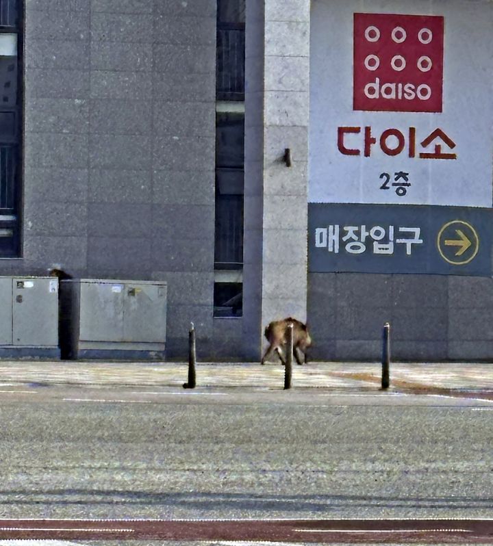 [세종=뉴시스] 최근 세종시 도심 인도에서 발견된 멧돼지(사진=시민 제보). 2026.04.22. photo@newsis.com. *재판매 및 DB 금지