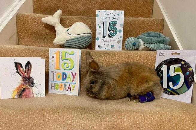 [서울=뉴시스] 영국의 한 부부가 기르는 15살 토끼가 '세계 최고령 토끼'로 기네스 세계 기록에 이름을 올렸다. (사진='guinnessworldrecords' 인스타그램 계정 캡처)