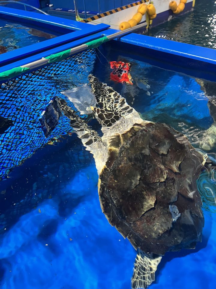 [부산=뉴시스] 투명 포장재에 반응하는 매부리바다거북 유체. (사진=KIOST 제공) 2026.04.22. photo@newsis.com *재판매 및 DB 금지