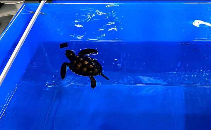 [부산=뉴시스] 검정 비닐에 반응하는 매부리바다거북 새끼. (사진=KIOST 제공) 2026.04.22. photo@newsis.com *재판매 및 DB 금지